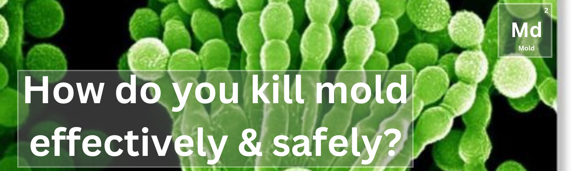 How do you kill mold effectively & safely? San Assure