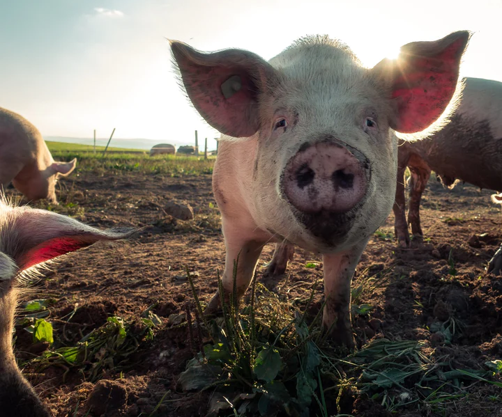 The Growing Threat of Antibiotic Resistance in Agriculture and Its Impact on Human Health